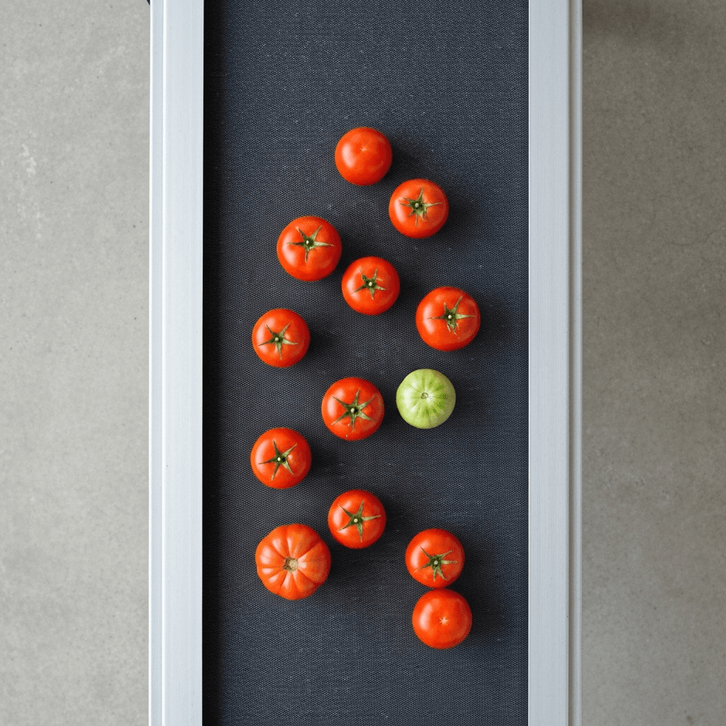 Lebensmittel-Sortierband mit Tomaten unter LED-Ringbeleuchtung